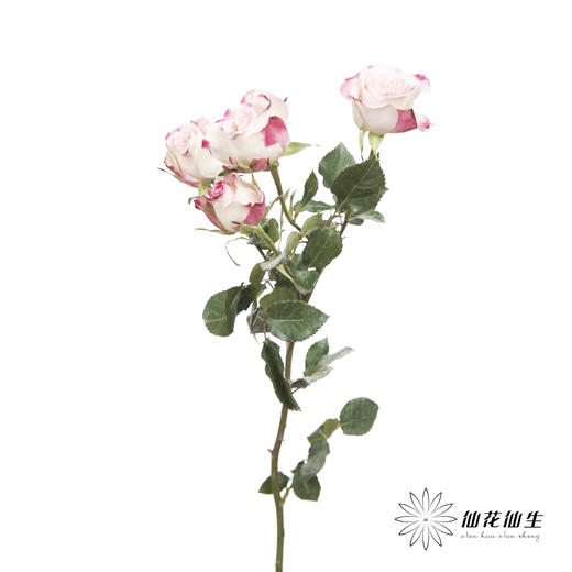 多头玫瑰 | 折射 商品图0