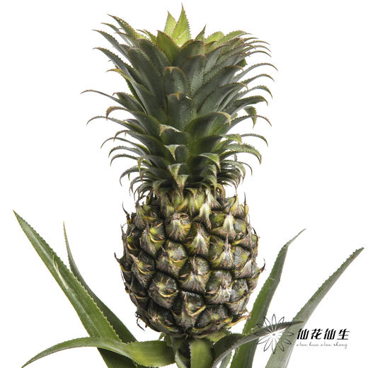 配果 | 黑凤梨 商品图0