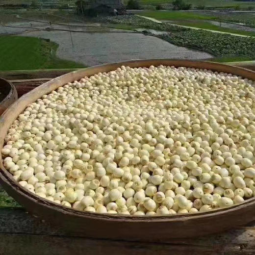 莲子 商品图0