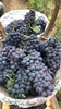 【新疆紫葡萄+无核白】4斤/框，双拼葡萄 商品缩略图0