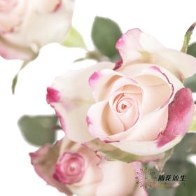 多头玫瑰 | 折射