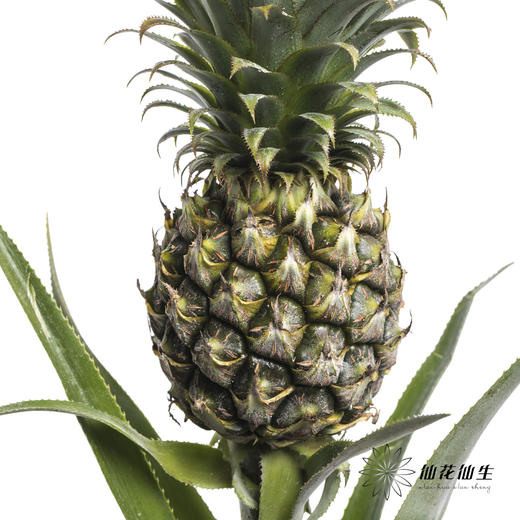 配果 | 黑凤梨 商品图3