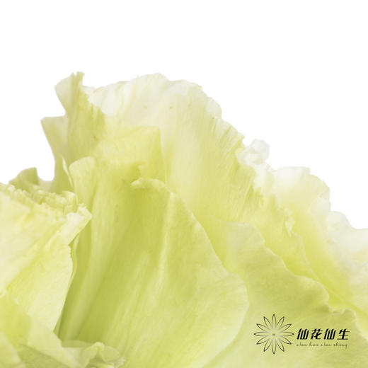 洋桔梗 | 绿色 商品图1