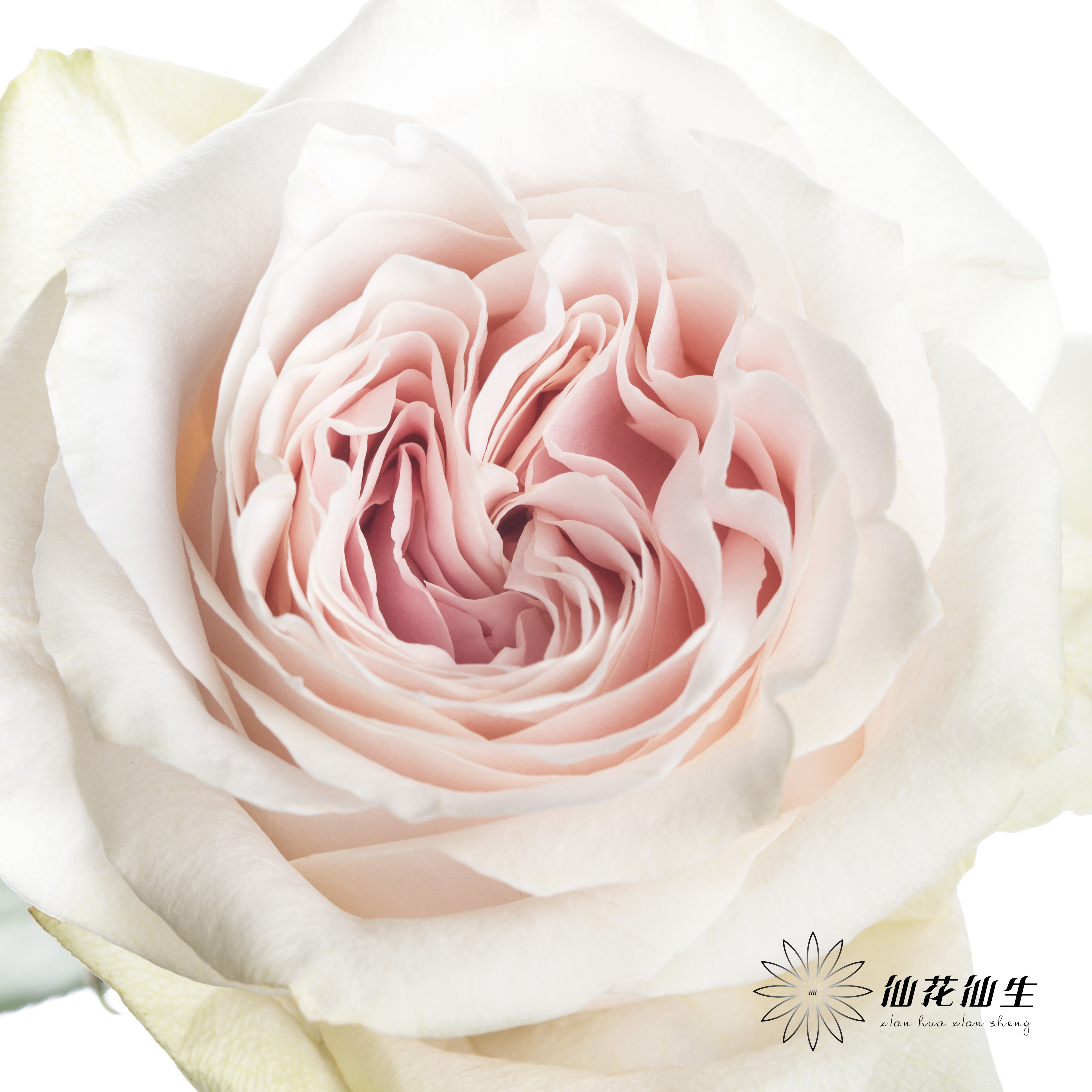 单头玫瑰 | 粉红雪山（冬季子弹头不售后 慎拍）