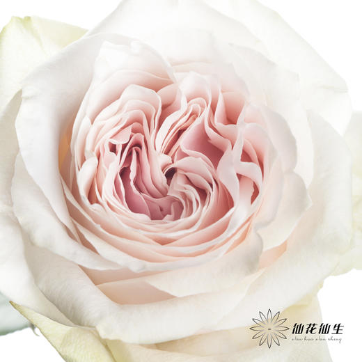 单头玫瑰 | 粉红雪山（冬季子弹头不售后 慎拍） 商品图0