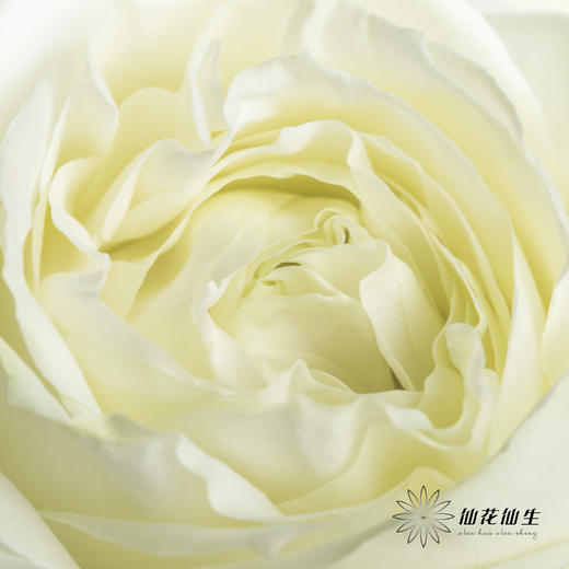 单头玫瑰 | 白雪山（冬季子弹头不售后 慎拍） 商品图2