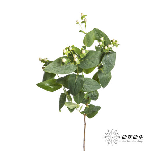 配果 | 火龙珠白色 商品图2