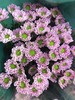 【精品小菊】罗西浅粉 10支/扎（深浅色随机） 商品缩略图2