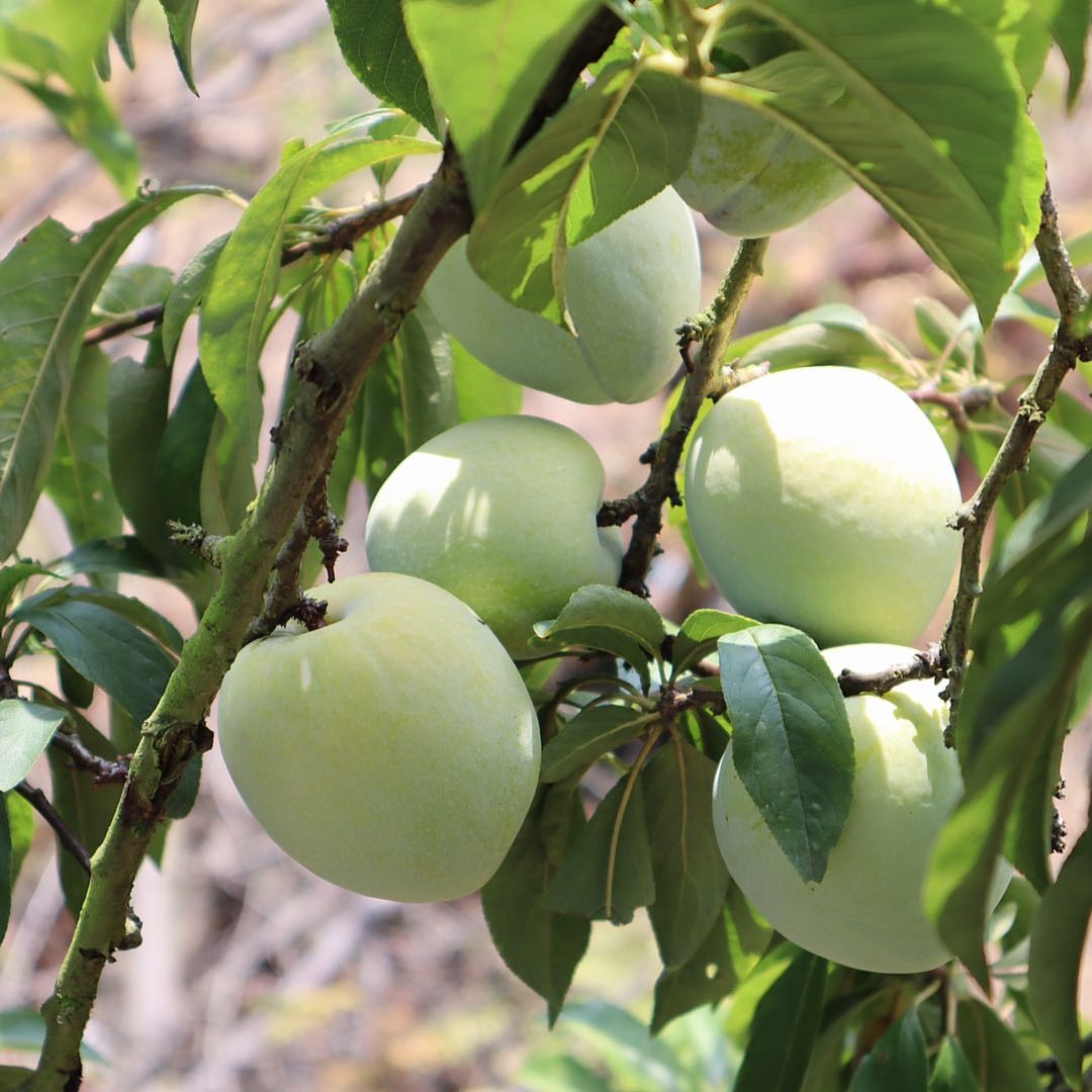 古田甜心青奈李芙蓉李5斤装