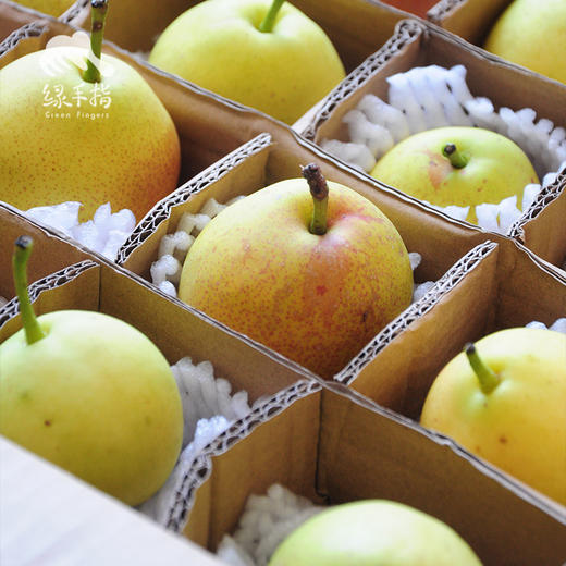 生态半夏梨 | 合作生产 *Eco-summer pear | Coproduction 商品图0