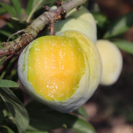 古田甜心青奈李芙蓉李5斤装