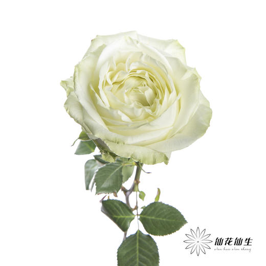 单头玫瑰 | 白雪山（冬季子弹头不售后 慎拍） 商品图3