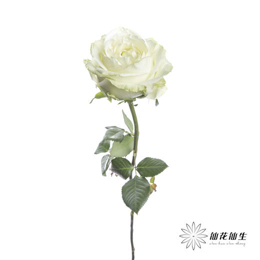 单头玫瑰 | 白雪山（冬季子弹头不售后 慎拍） 商品图4