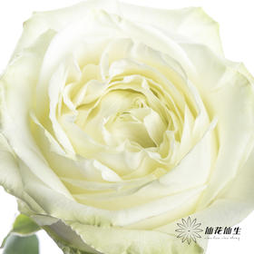 单头玫瑰 | 白雪山（冬季子弹头不售后 慎拍）