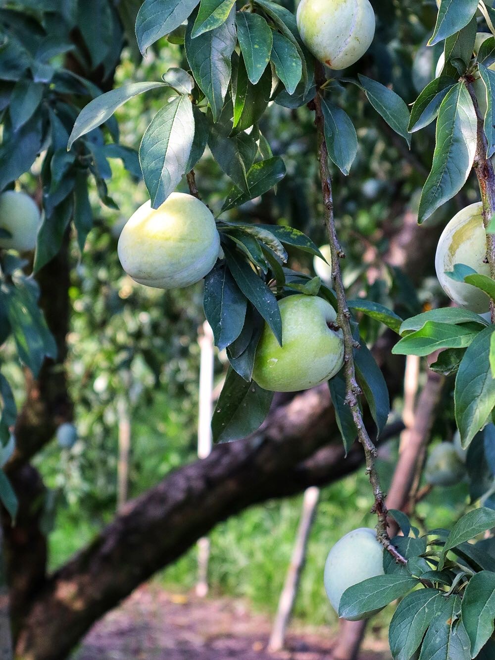 古田甜心青奈李芙蓉李5斤装