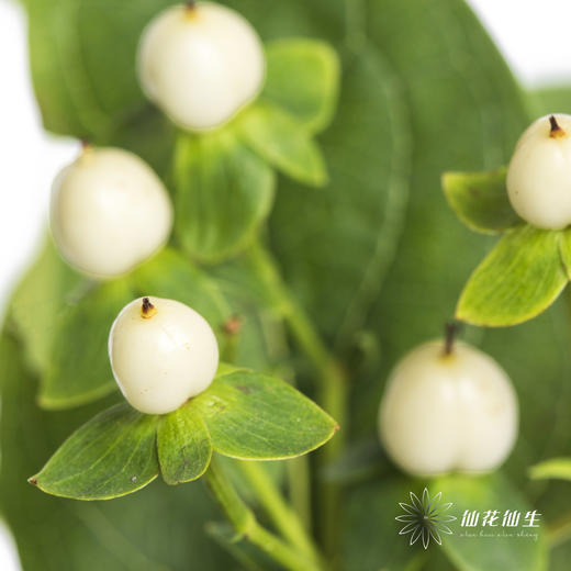 配果 | 火龙珠白色 商品图1