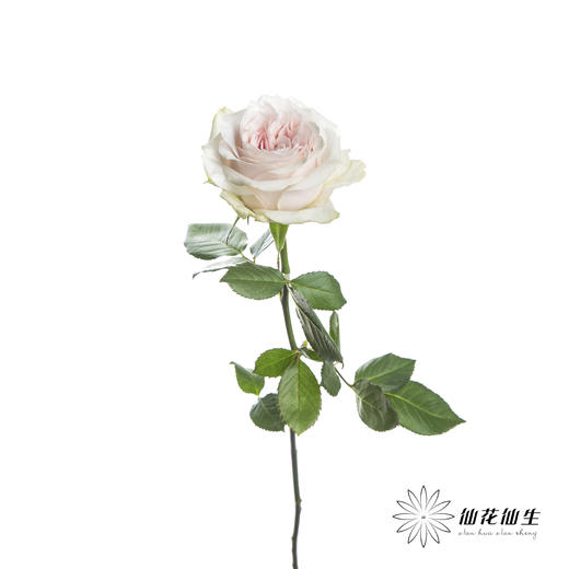 单头玫瑰 | 粉红雪山（冬季子弹头不售后 慎拍） 商品图3