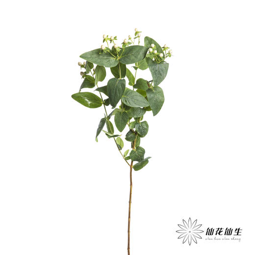 配果 | 火龙珠白色 商品图3