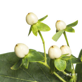 配果 | 火龙珠白色