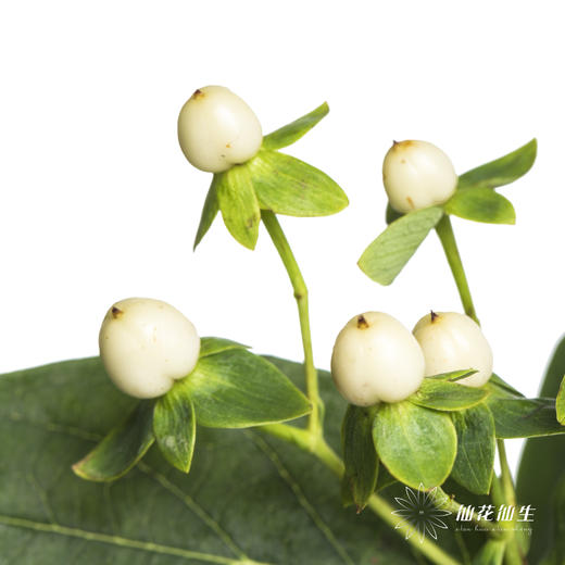 配果 | 火龙珠白色 商品图0