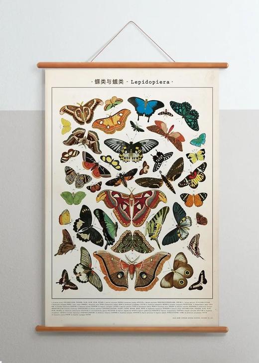 伽罗 JALO 博物画-蝶类与蛾类 P193/P194（预计15天内发货） 商品图2