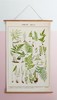 伽罗 JALO 博物画-蕨类植物 P203/P204（预计15天内发货） 商品缩略图1