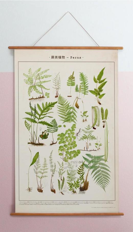 伽罗 JALO 博物画-蕨类植物 P203/P204（预计15天内发货） 商品图1