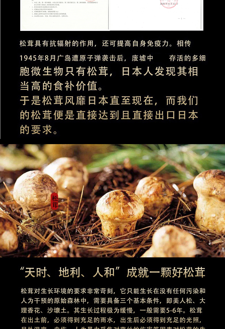 产地直采云南野生菌香格里拉野生新鲜松茸1113cm新鲜现采出口一级