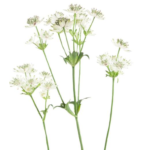 肯尼亚花材 | 星芹白色 商品图0