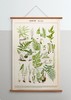 伽罗 JALO 博物画-蕨类植物 P203/P204（预计15天内发货） 商品缩略图2