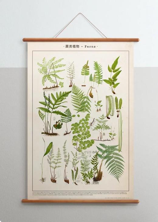 伽罗 JALO 博物画-蕨类植物 P203/P204（预计15天内发货） 商品图2