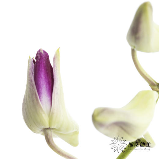 兰花 | 洋兰紫色 商品图1