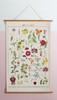 伽罗 JALO 博物画-花卉 P207/P208（预计15天内发货） 商品缩略图1