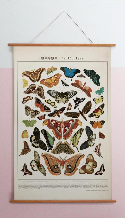 伽罗 JALO 博物画-蝶类与蛾类 P193/P194（预计15天内发货） 商品图1