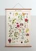 伽罗 JALO 博物画-花卉 P207/P208（预计15天内发货） 商品缩略图2