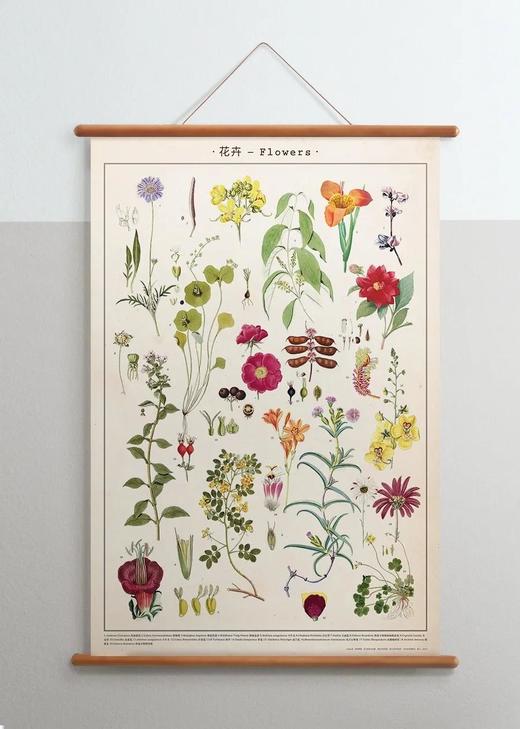 伽罗 JALO 博物画-花卉 P207/P208（预计15天内发货） 商品图2