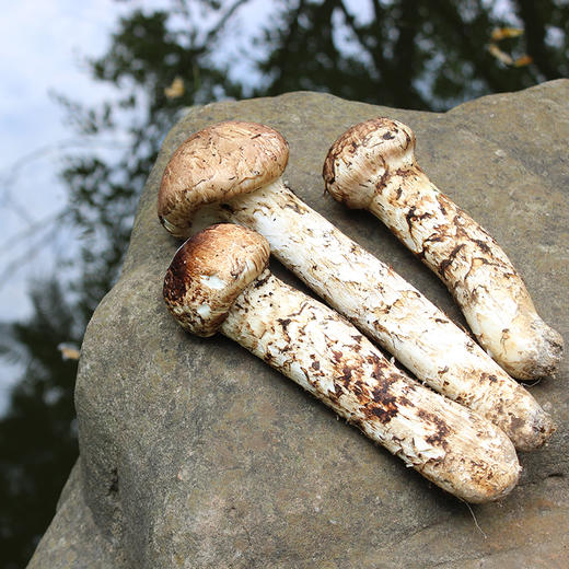 产地直采云南野生菌香格里拉野生新鲜松茸王1316cm新鲜现采出口一级