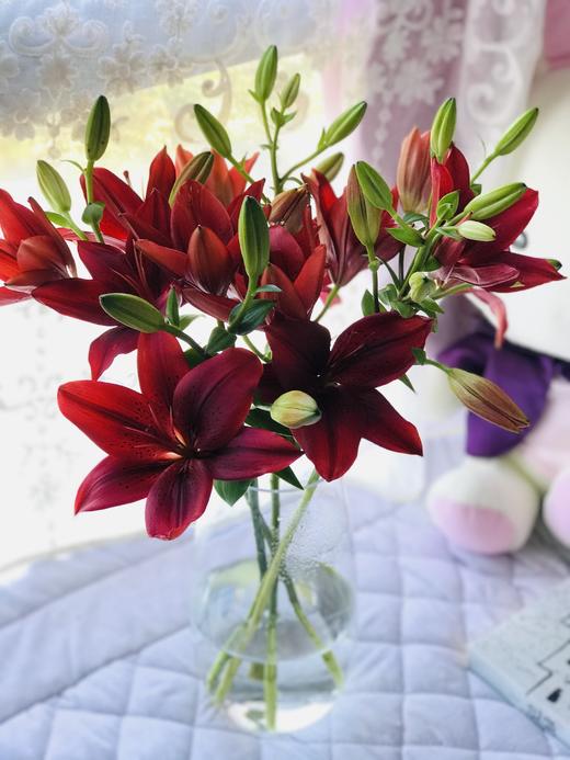 昆明直发2人团499元起5枝亚百合黑色魅力多头物流可选全国大部分包邮