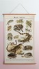 伽罗 JALO 博物画-爬行动物 P195/P196-预计15天内发货 商品缩略图1