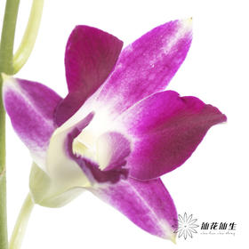 兰花 | 洋兰紫色