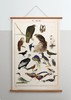 伽罗 JALO 博物画-鸟 P201/P202（预计10天内发货） 商品缩略图2