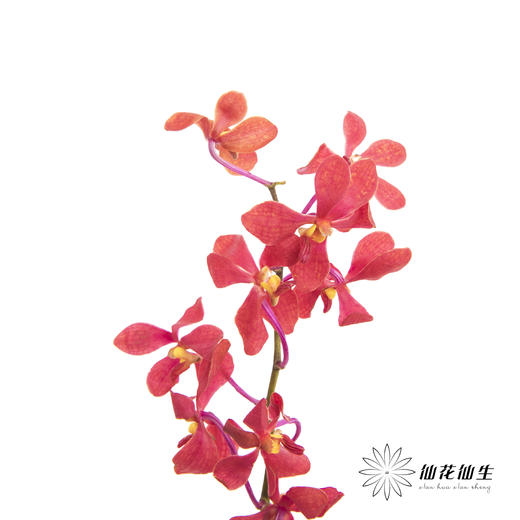 兰花 | 千代兰红色 商品图3