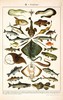 伽罗 JALO 博物画-鱼 P205（预计15天内发货） 商品缩略图0