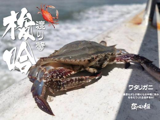 【预售第十轮，5号周五配送】2025舟山野生流网深海梭子蟹，极速送达保鲜不保活介意慎拍 商品图0