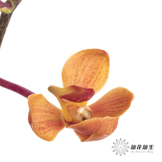 兰花 | 千代兰红色 商品图2