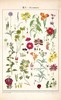 伽罗 JALO 博物画-花卉 P207/P208（预计15天内发货） 商品缩略图0