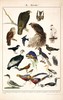 伽罗 JALO 博物画-鸟 P201/P202（预计10天内发货） 商品缩略图0