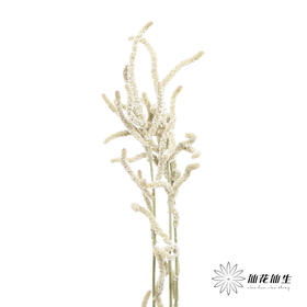 荷兰花材 | 沙漠苋 Yearming Desert