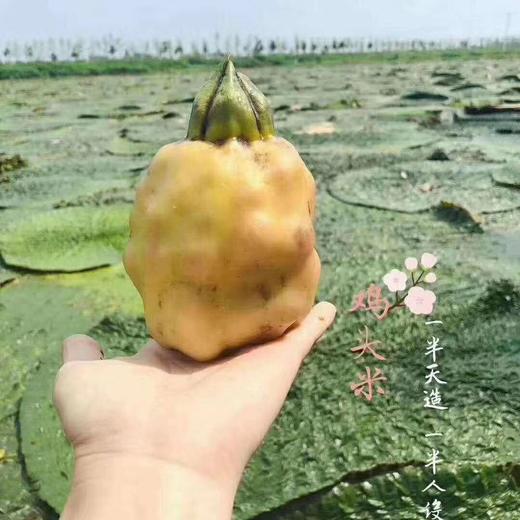 苏州鸡头米（250克） 商品图0