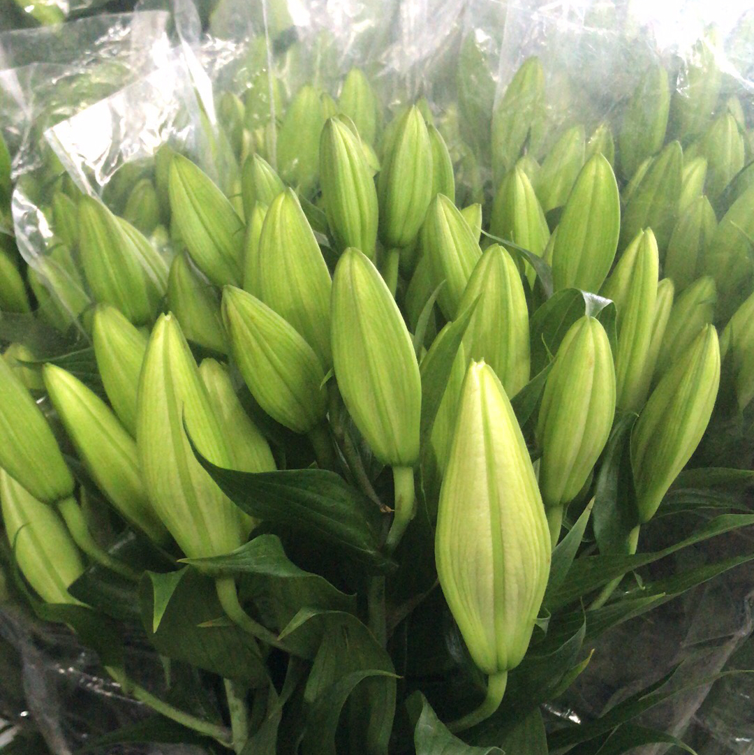 百合 索邦三头A